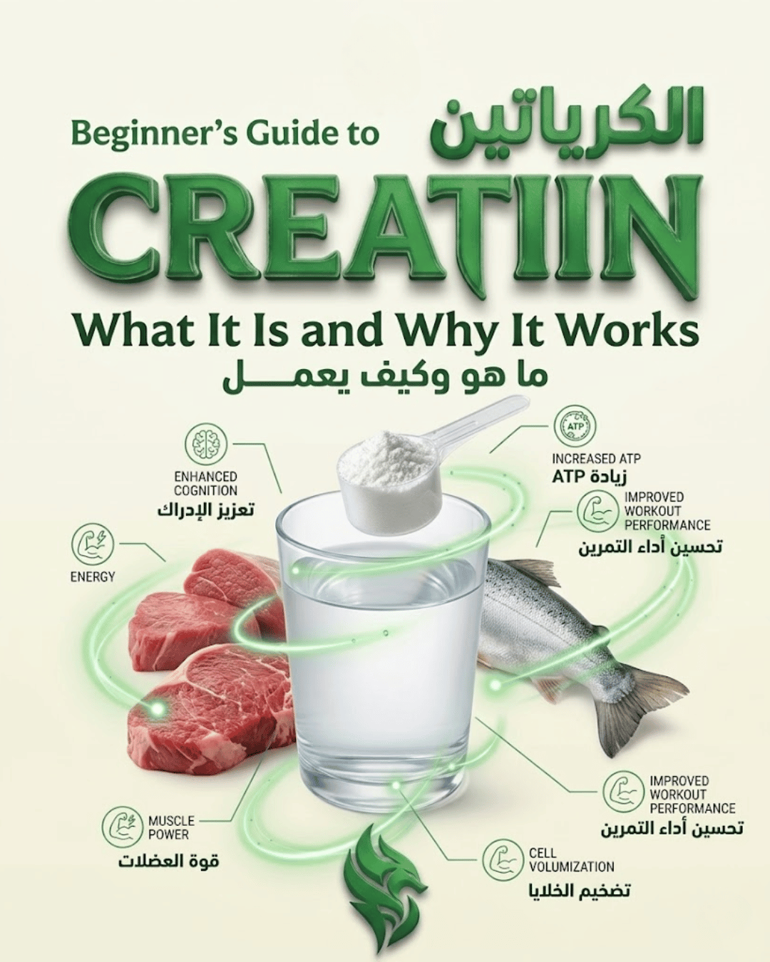 Beginner’s Guide to Creatine: What It Is and Why It Works